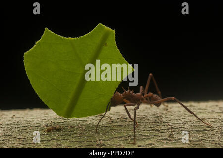 Ein Blatt schneiden Ant (Atta cephalotes) Transport ein Segment auf einem Blatt zurück in sein Nest im Amazonas Regenwald. Stockfoto