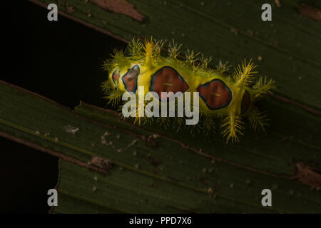 Ein stechen Caterpillar eines slug Motte vom Regenwald des Amazonas, in Madre de Dios, Peru gesehen wurde. Stockfoto