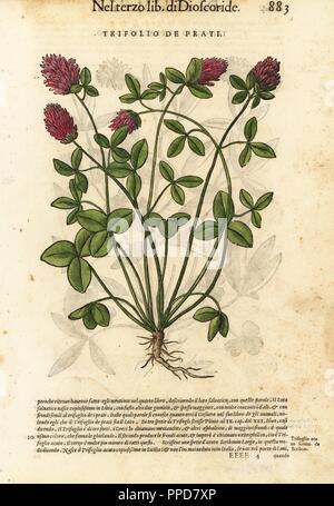 Rotklee Trifolium pratense. Trifolio de Prati. Papierkörbe Holzschnitt von Wolfgang Meyerpick nach einer Illustration von Giorgio Liberale von Pietro Andrea Mattioli die Discorsi di P.A. Matthioli ne Ich sei libri della Materia Medicinale di Dioscoride Pedacio Anazarbeo (Kommentar auf die Materia Medica von Dioscorides), Vincenzo Valgrisi, Venedig, 1568. Stockfoto