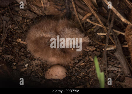 Eine frisch geschlüpfte Küken nightjar auf dem Boden, diese Spezies nicht Nest bauen, sondern legt seine Eier und Küken im Erdgeschoss. Stockfoto