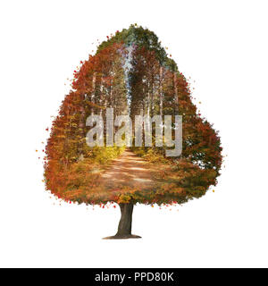 Herbst Baum Double Exposure Effekt auf weißem Hintergrund Stockfoto