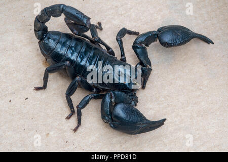 Blau asiatische Wald Scorpion (Heterometrus spinifer) Stockfoto