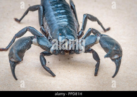 Blau asiatische Wald Scorpion (Heterometrus spinifer) Stockfoto