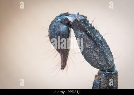 Blau asiatische Wald Scorpion (Heterometrus spinifer) Stockfoto