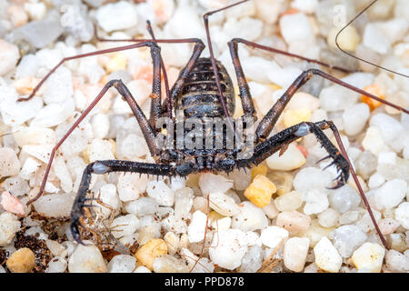 Schwanzlose Peitsche Scorpion (Amblypygi) Stockfoto