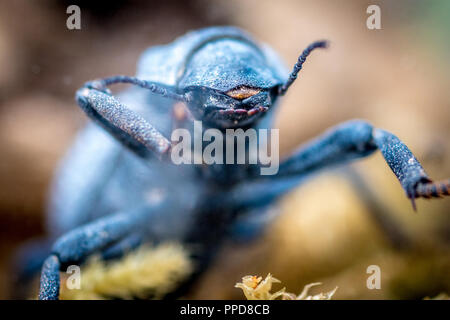 Wüste gepanzerte Käfer oder blauen Tod vortäuschen Käfer (asbolus Verrucosus) Stockfoto