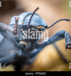 Wüste gepanzerte Käfer oder blauen Tod vortäuschen Käfer (asbolus Verrucosus) Stockfoto