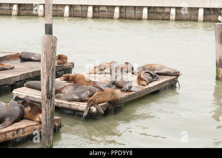 San Francisco, Kalifornien - 26. September 2018. Seelöwen aalen sich auf einem Pier in San Francisco in der Nähe von Pier 39. Stockfoto