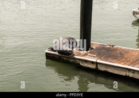 San Francisco, Kalifornien - 26. September 2018. Seelöwen aalen sich auf einem Pier in San Francisco in der Nähe von Pier 39. Stockfoto