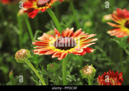 Schöne rote Makro Blumen gegen grüne Blätter Backgrond Stockfoto