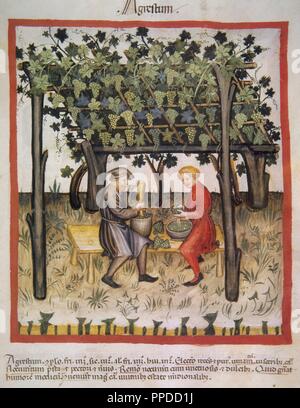 Tacuinum Sanitatis. 14. Jahrhundert. Mittelalterliche Handbuch der Gesundheit. Vino Acido. Folio 85r. Stockfoto