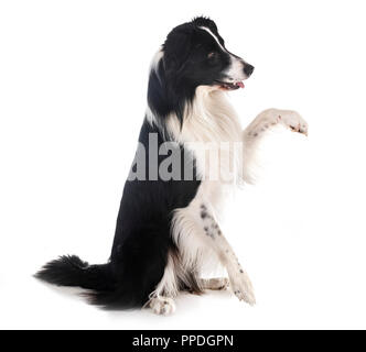 Border-Collie vor weißem Hintergrund Stockfoto