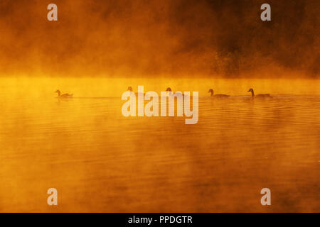 Gänse auf dem Fluss Trent bei Sonnenaufgang an Gunthorpe, Nottingham. Stockfoto