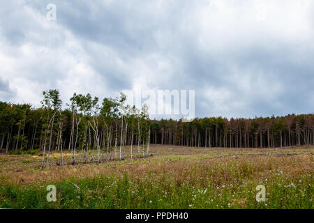 Bäume vor dem Schnitt vor einer Wiese auf einem Hügel mit dramatischen Himmel vor dem Sturm. Unsere Umwelt Konzept schützen. Stockfoto