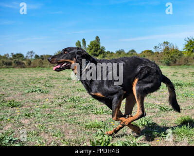 Französischer Schäferhund in einem Training des Gehorsams Stockfoto