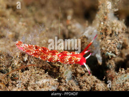 Nacktschnecken, Favorinus sp., Bali, Indonesien. Stockfoto