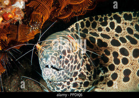 Waben-Muräne Gymnothorax Favagineus, gereinigt von sauberer Garnelen Lysmata Amboinensis, Bali Indonesien. Stockfoto