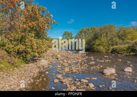 North Pennines AONB Landschaft, eine ausgereifte Sorbus aucuparia mit lebendigen lesen Beeren an der Seite von Harwood Beck, Obere Teesdale, County Durham, UK Stockfoto