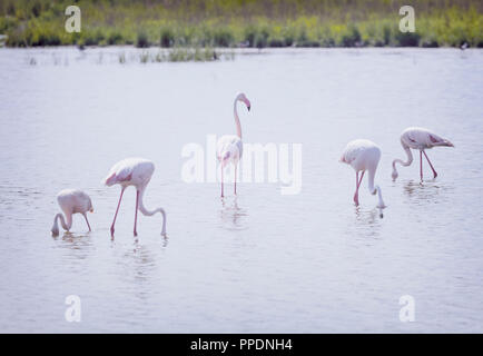 Fuente de Piedra, Provinz Malaga, Andalusien, Südspanien. Große Flamingos watet in der Reserva Natural Laguna Fuente de Piedra. Stockfoto