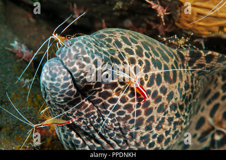 Waben-Muräne Gymnothorax Favagineus, gereinigt von sauberer Garnelen Lysmata Amboinensis, Bali Indonesien. Stockfoto