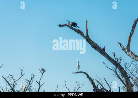 Australasian Darter, Anhinga novaehollandiae und Silberreiher, Ardea alba Sitzen auf dem Baum, Mary River Wetlands, Katherine, Australien, Northern Territ Stockfoto