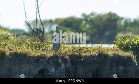 Brolgas (Grus rubicunda), Mary River Wetlands, Katherine, Northern Territory, Australien Stockfoto