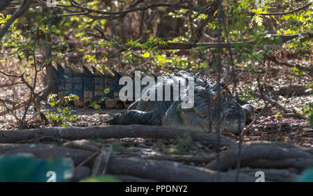 Ein Salzwasser Krokodil liegend am Ufer sonnen, Mary River Wetlands, Katherine, Northern Territory, Australien Stockfoto