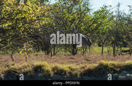 Brolgas (Grus rubicunda), Mary River Wetlands, Katherine, Northern Territory, Australien Stockfoto