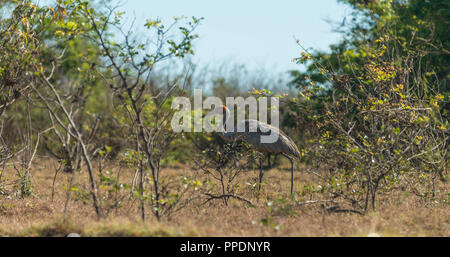 Brolgas (Grus rubicunda), Mary River Wetlands, Katherine, Northern Territory, Australien Stockfoto