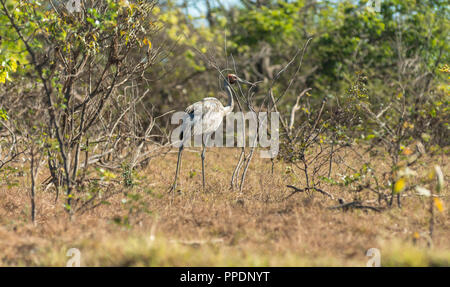 Brolgas (Grus rubicunda), Mary River Wetlands, Katherine, Northern Territory, Australien Stockfoto