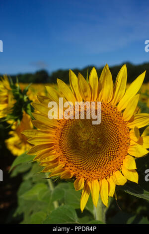 Vertikale Foto einer Nahaufnahme einer Sonnenblume in einem Feld mit Sonnenblumen im Sommer unter einem blauen Himmel Stockfoto