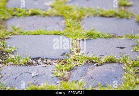 Gras zwischen Kopfsteinpflaster in Rom wachsenden Stockfoto