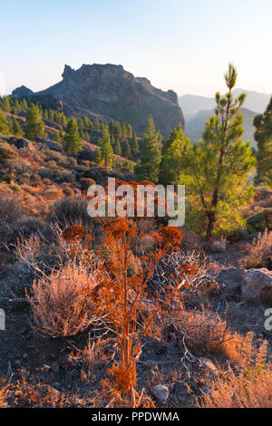 Sonnenuntergang, Tirajana Schlucht, Insel Gran Canaria, Kanarische Inseln, Spanien, Europa Stockfoto