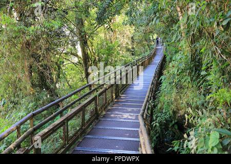 Argentinien wandern Dschungel - canopy Boardwalk in Iguazu National Park. Stockfoto