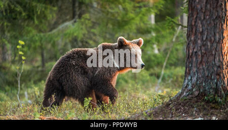 Brown bear Cub im Sommer Wald. Wissenschaftlicher Name: Ursus arctos. Stockfoto