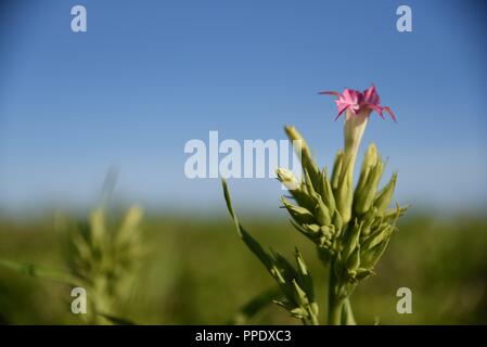 Tabak (Nicotiana) Pflanze: eine Blüte Getreide der Tabakanbau in Nordfrankreich an einem warmen Tag im September Stockfoto