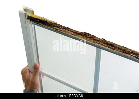 Mann hält eine beschädigte Fenster mit nassen rot in der Oberseite der hölzernen Rahmen beim Austausch in der Vorbereitung für den Winter über Weiß Stockfoto