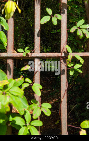 Blick durch eine eiserne Pforte Licht zu dappled fallen auf einen geheimen Pfad. Stockfoto