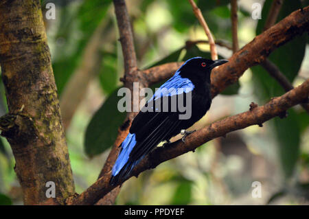 Ein Asiatisches Märchen bluebird (Irena puella) Arboreal aus Vogel auf einem Zweig in seinem Gehäuse an Chester Zoo. Stockfoto