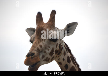 Nahaufnahme der Kopf/Gesicht eines Rothschilds Giraffe (Giraffa Camelopardalis victoriae) in seinem Gehäuse an Chester Zoo. Stockfoto