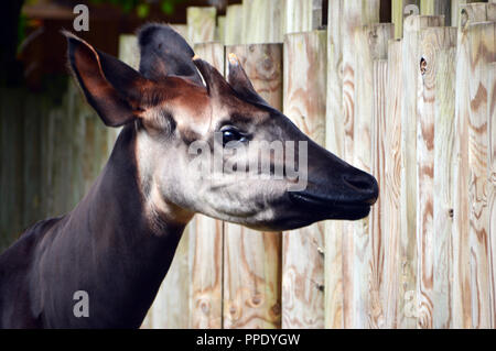 Ein einsamer Okapi (Okapia johnstoni) in seinem Gehäuse an Chester Zoo. Stockfoto