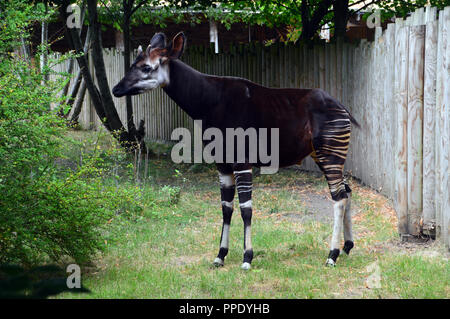 Ein einsamer Okapi (Okapia johnstoni) in seinem Gehäuse an Chester Zoo. Stockfoto