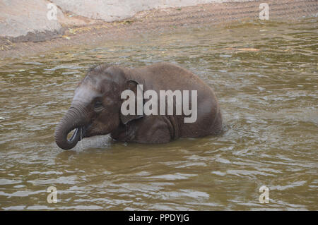 Einsame junge asiatische Elefant (Elephas maximus) Spielen im Pool in der Nähe von einem Wasserfall in der Einhausung in Chester Zoo. Stockfoto