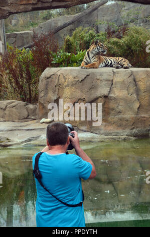 Mann, Foto von einem Sumatra-tiger (Panthera tigris sumatrae) zur Festlegung der auf einem Felsen in der Einhausung in Chester Zoo. Stockfoto