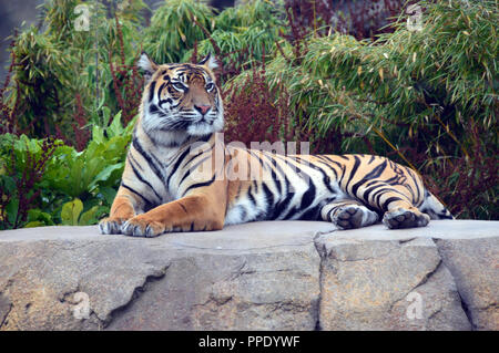 Sumatra-tiger (Panthera tigris sumatrae) zur Festlegung der auf einem Felsen in der Einhausung in Chester Zoo. Stockfoto