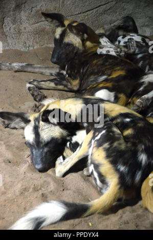 Ein Paar der Afrikanischen lackiert Hunde (Lycaon pictus), Schlafend in es Gehäuse in Chester Zoo gelockt. Stockfoto