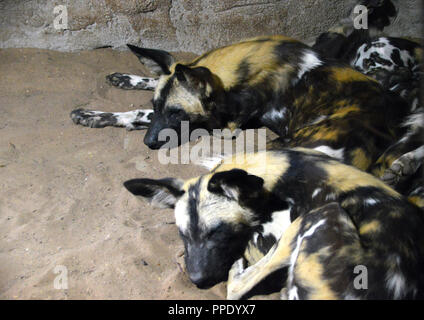 Ein Paar der Afrikanischen lackiert Hunde (Lycaon pictus), Schlafend in es Gehäuse in Chester Zoo gelockt. Stockfoto