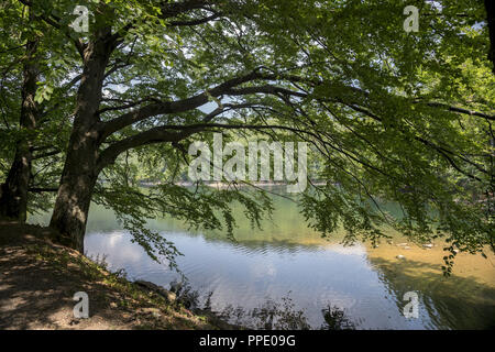 Malerische Buchenwälder am See in den slowakischen Karpaten Stockfoto