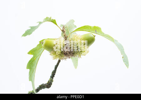 Zwei Eicheln der Türkei Eiche, Quercus cerris, fotografiert auf einem weißen Hintergrund. Die Türkei Eiche wurde nach England im frühen 18. Jahrhundert co eingeführt. Stockfoto