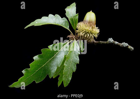 Eine Eichel der Türkei Eiche, Quercus cerris, fotografiert auf einem schwarzen Hintergrund. Die Türkei Eiche wurde nach England im frühen 18. Jahrhundert comi eingeführt Stockfoto